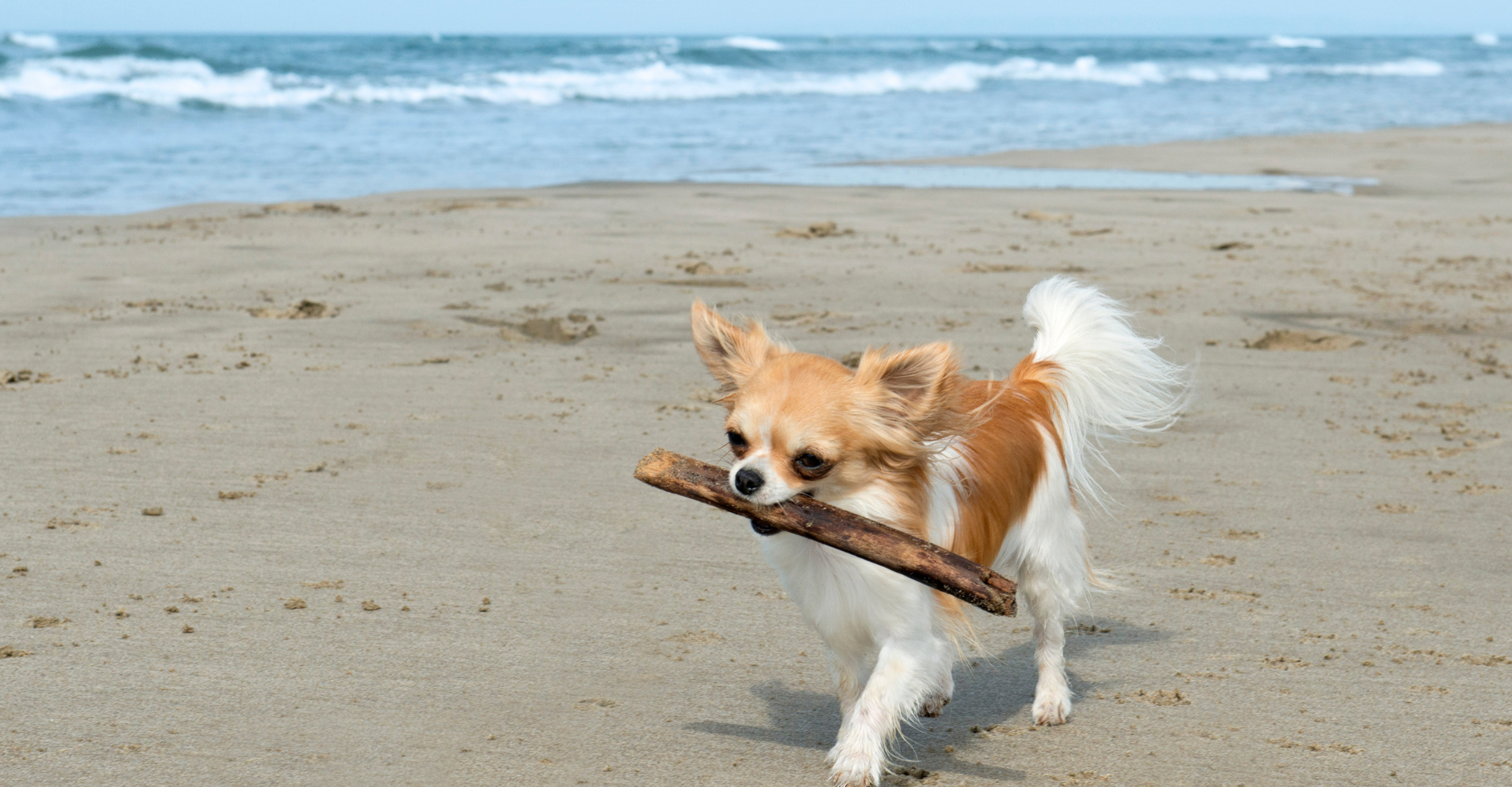 dog on beach