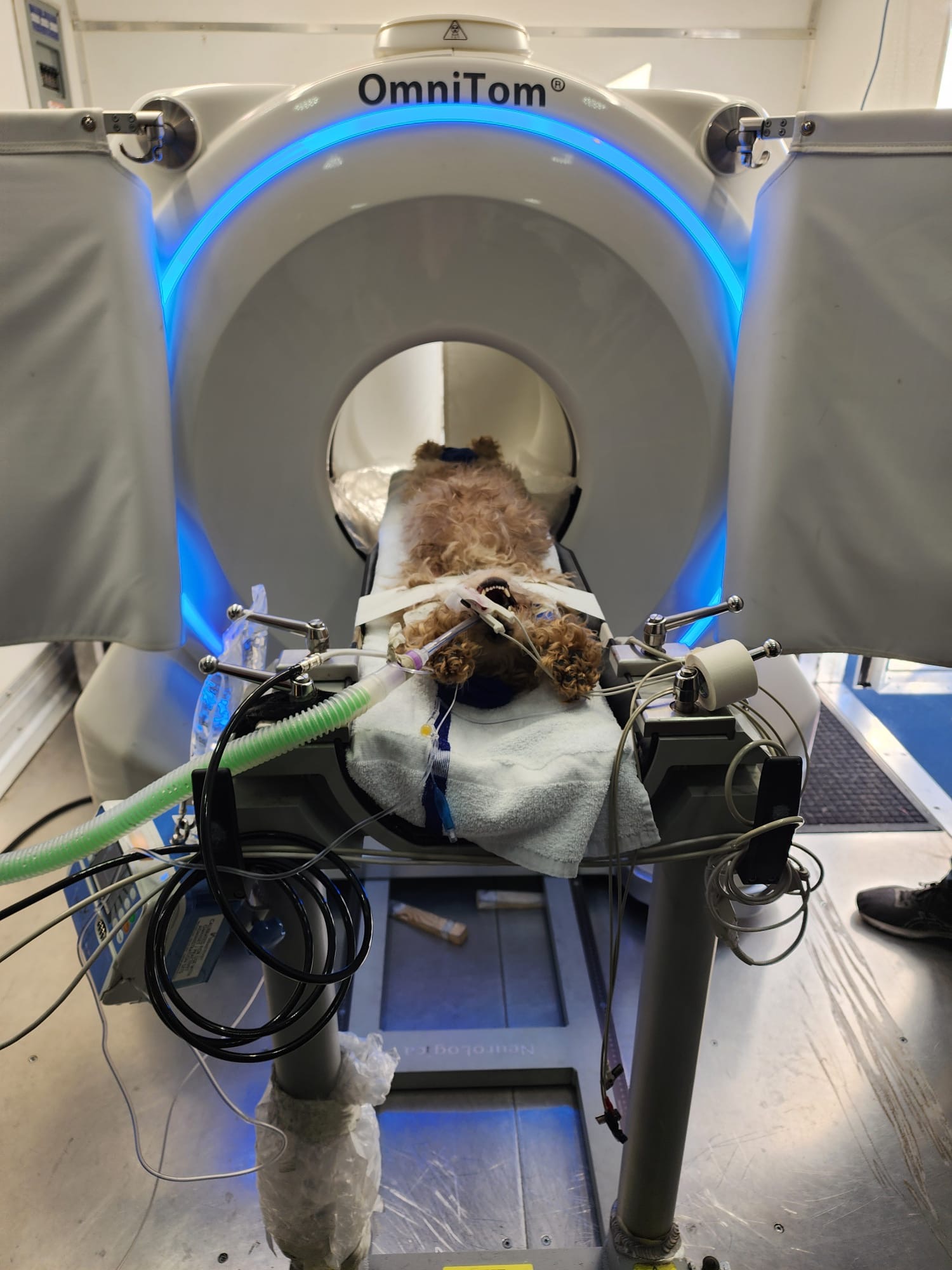 Pet in CT