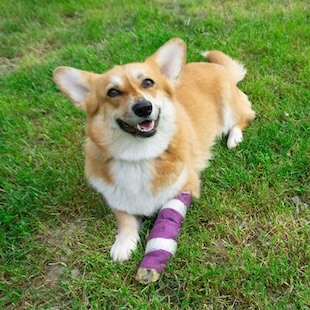 Pet Orthopedic Surgery in Lawndale