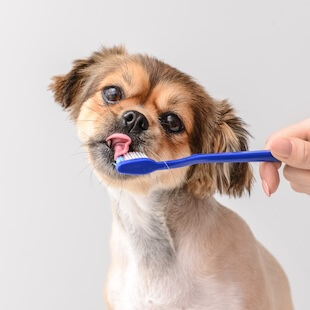 Pet Dental Services in Lawndale